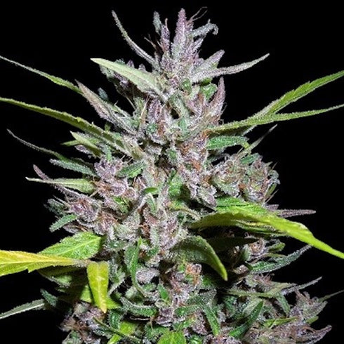 Ace Seeds - Honduras x Panama